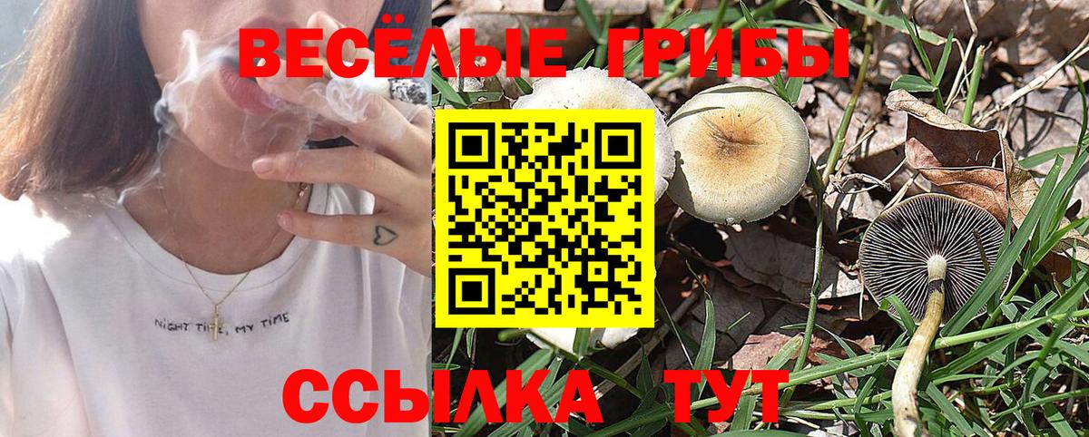 как найти   Псилоцибиновые грибы MAGIC MUSHROOMS  Вход с VPN  Подольск 
